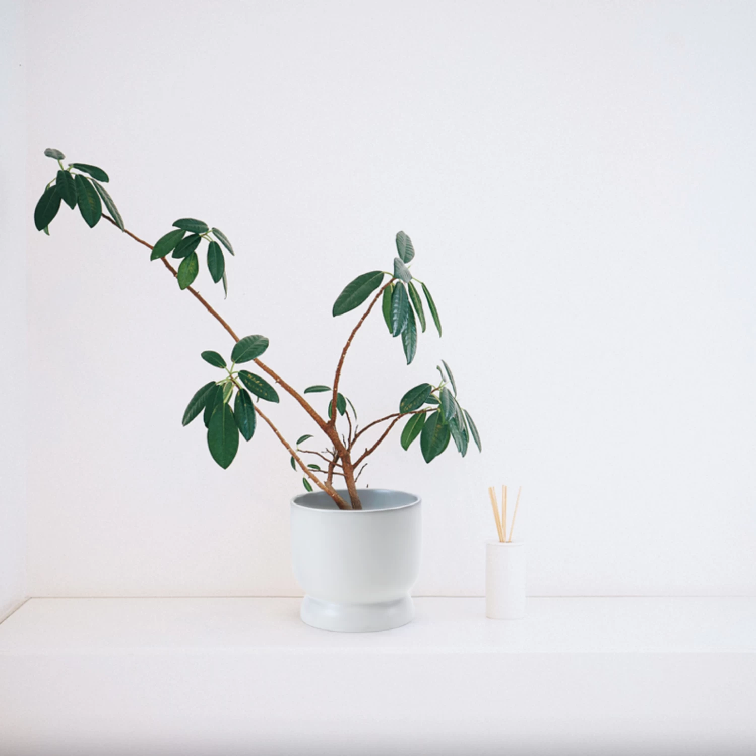 5.75”H X 6” WHITE CERAMIC MODERN COMPOTE PEDESTAL BOWL 2 5.75”H X 6” WHITE CERAMIC MODERN COMPOTE PEDESTAL BOWL - Image 2