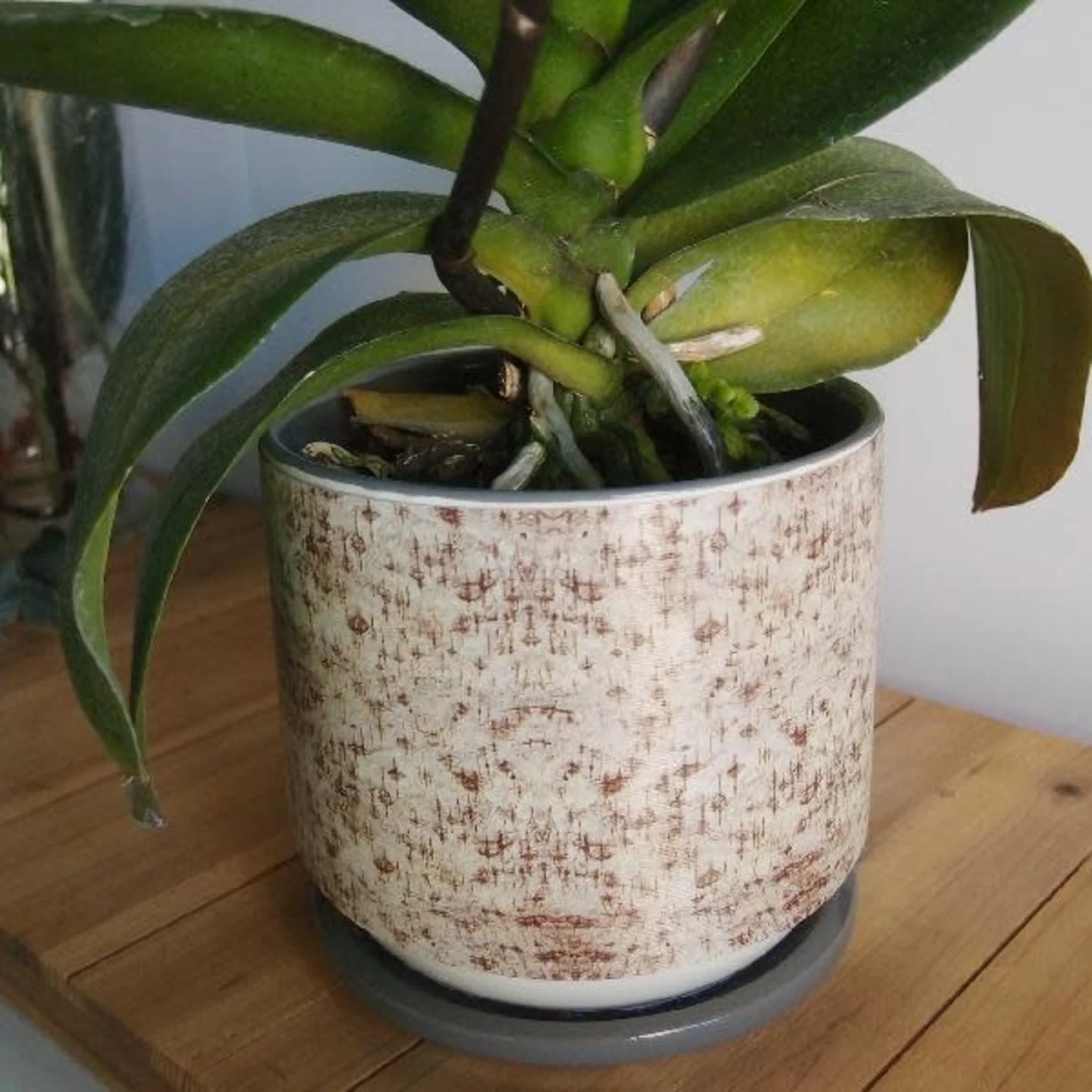 BIRCH BARK 4 1/4'' X 50YDS 2 BIRCH BARK 4 1/4'' X 50YDS - Image 2