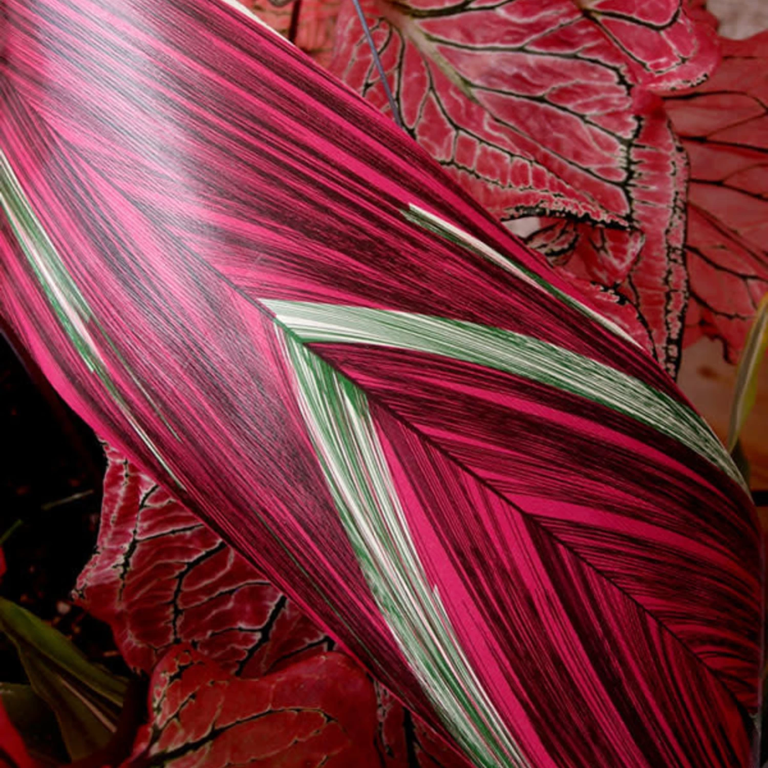 RIBBON LEAF ASPIDISTRA 4.25’’ X 50 YDS PINK 1 RIBBON LEAF ASPIDISTRA 4.25’’ X 50 YDS PINK